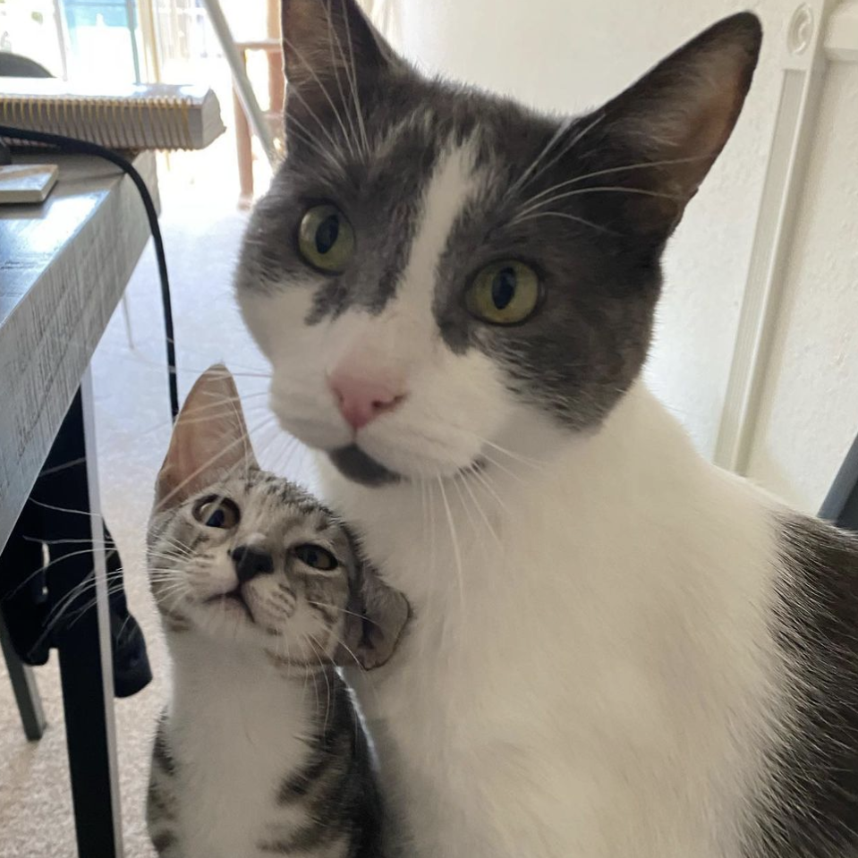 Connie's two cats: Otto, a 9-year-old white and gray cat, and Cannoli, a 4-month-old silver and black tabby kitten